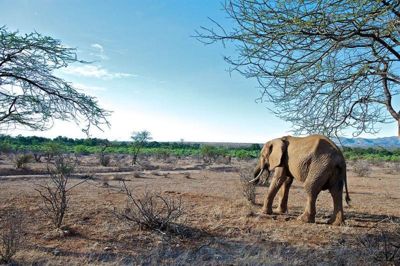 Samburu Intrepids Luxury Tented Camp Hotel Exterior foto